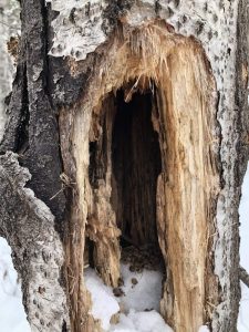 Tronc d'arbre avec des graines à l'intérieur