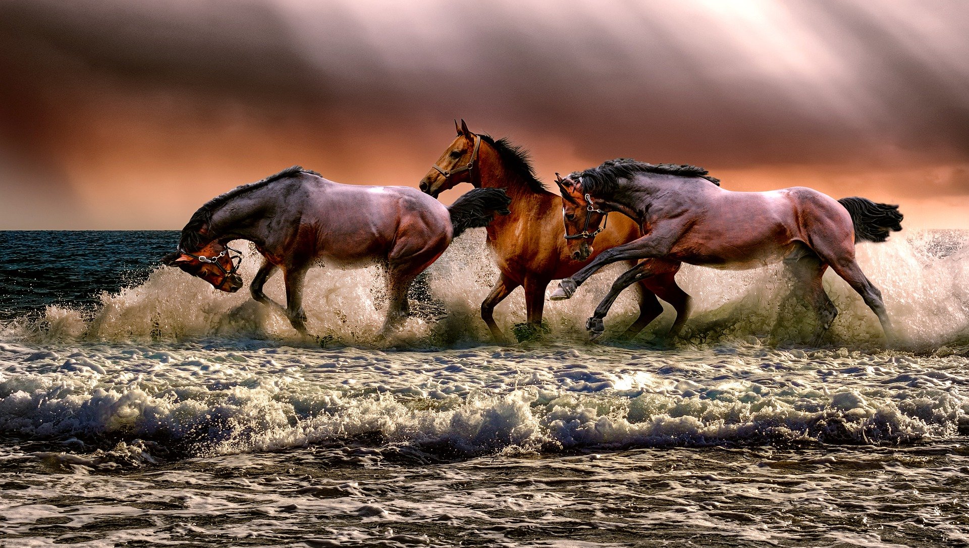 chevaux en course